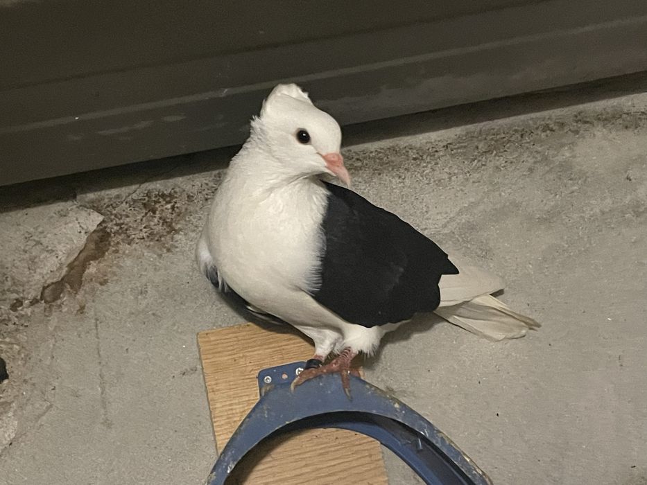 Casal de pombos escudo alemao