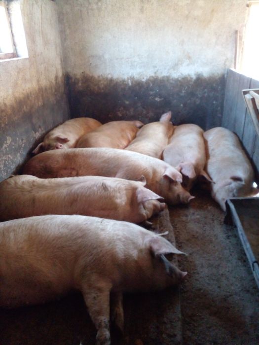 Домашні свині        .