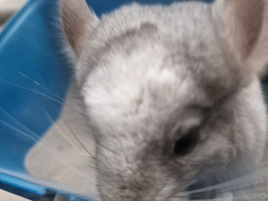 Witam sprzedam szynszyla  biały mozaika. Zapraszam do kontaktu