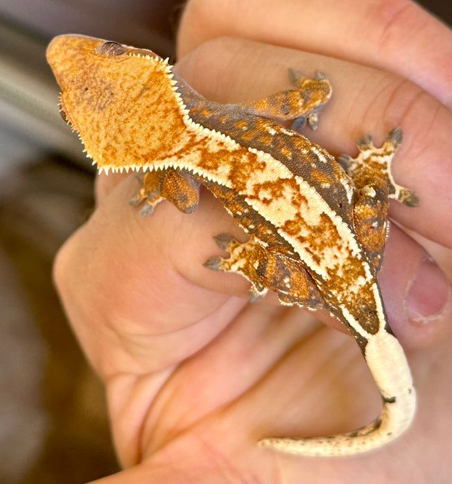 Gekon orzęsiony, crested gecko, samiec, PINSTRIPE, okazja!!!