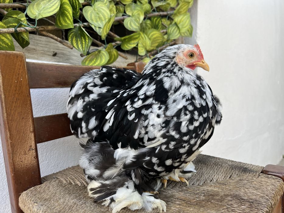Casais de Pekin black mottled