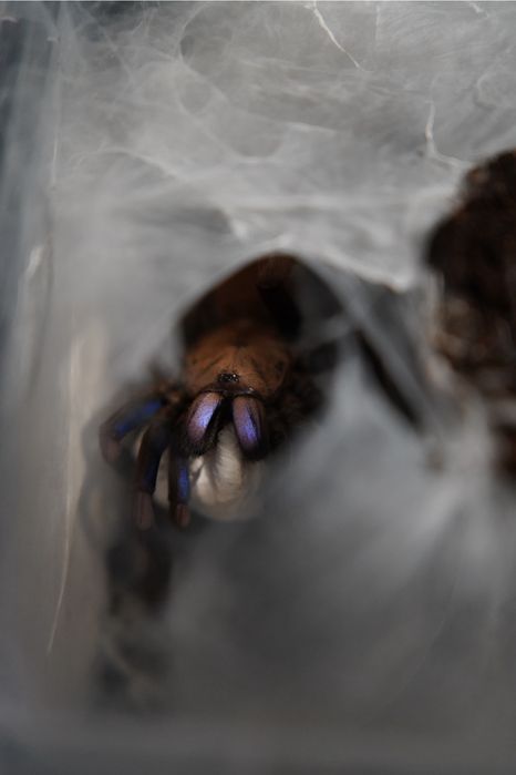 Skakun królewski Phidippus regius SAMICA white bahamas SKAKUNY L8