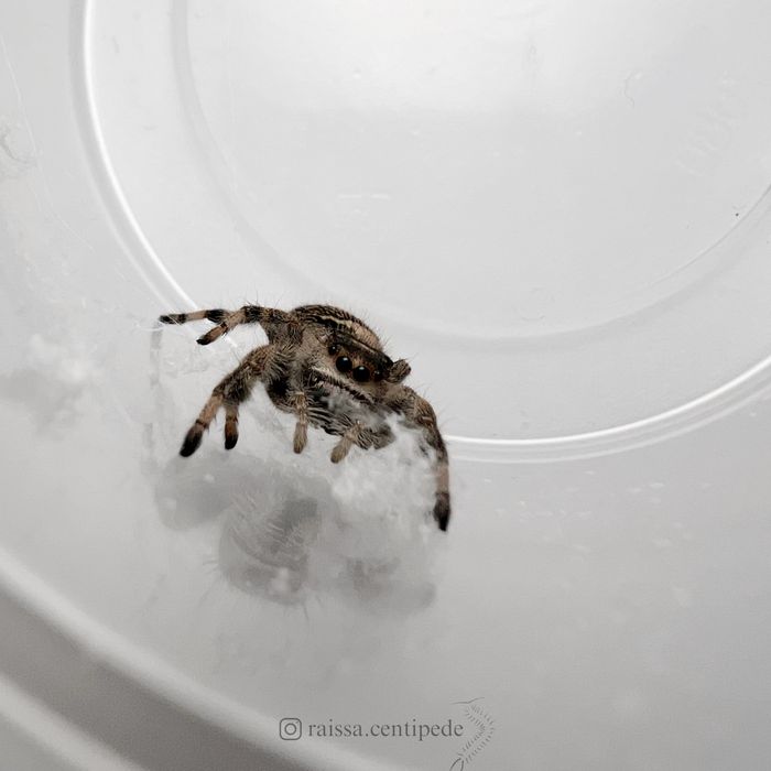 Skakun królewski Bahama (Phidippus regius)