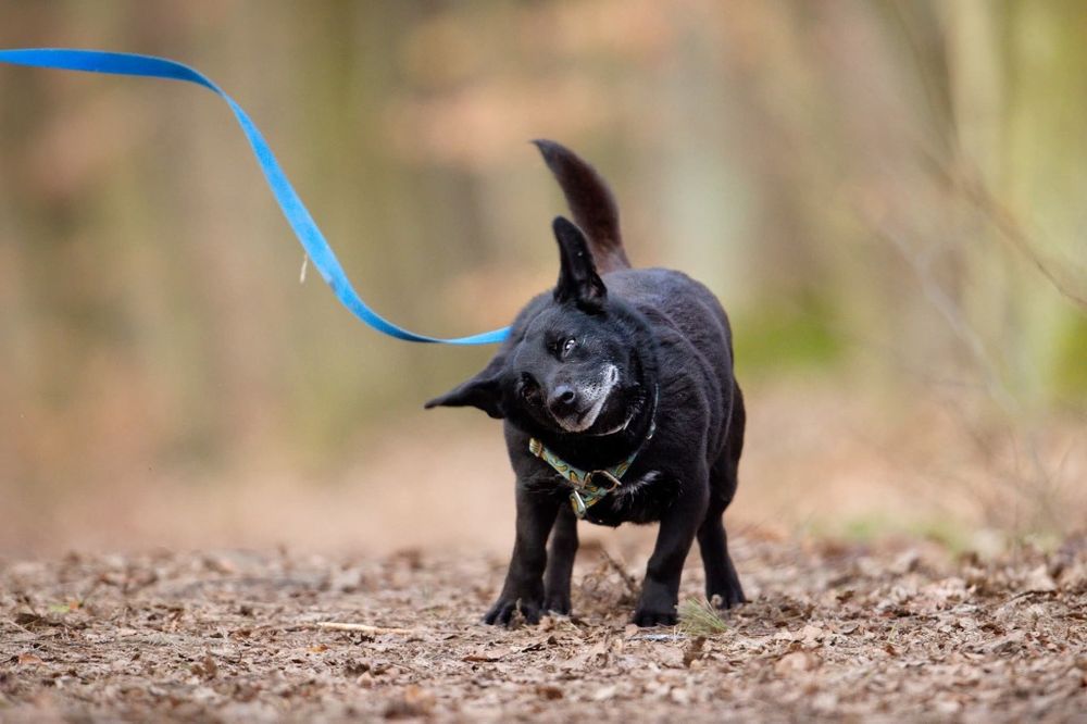Monia, urocza sunia, w schronisku od szczeniaka