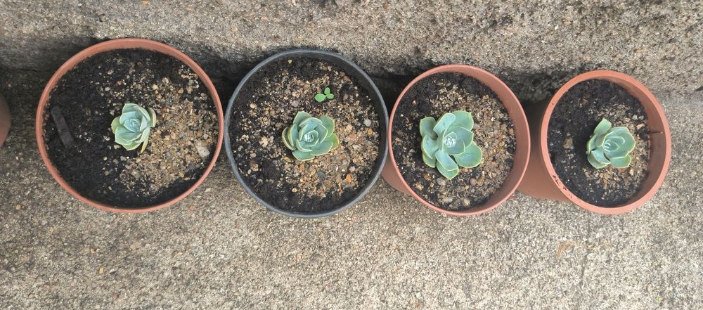 Suculentas Echeveria Peacokii