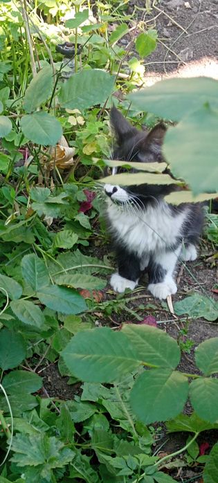 Отдам супер классных и крутых котиков))