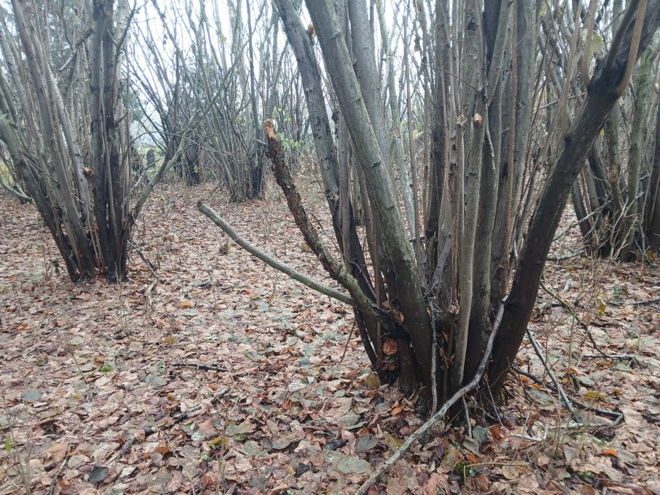 Drewno na opał leszczyny