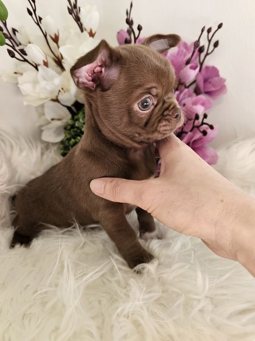 Chihuahua piesek czekoladowy