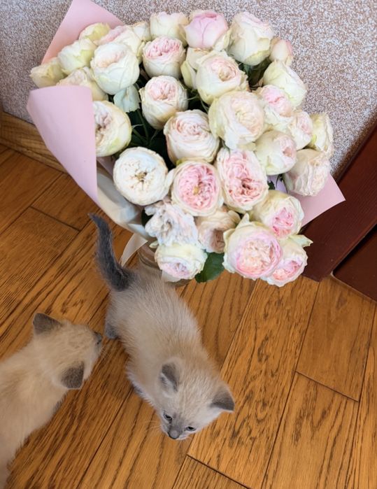 Сіамське кошеня