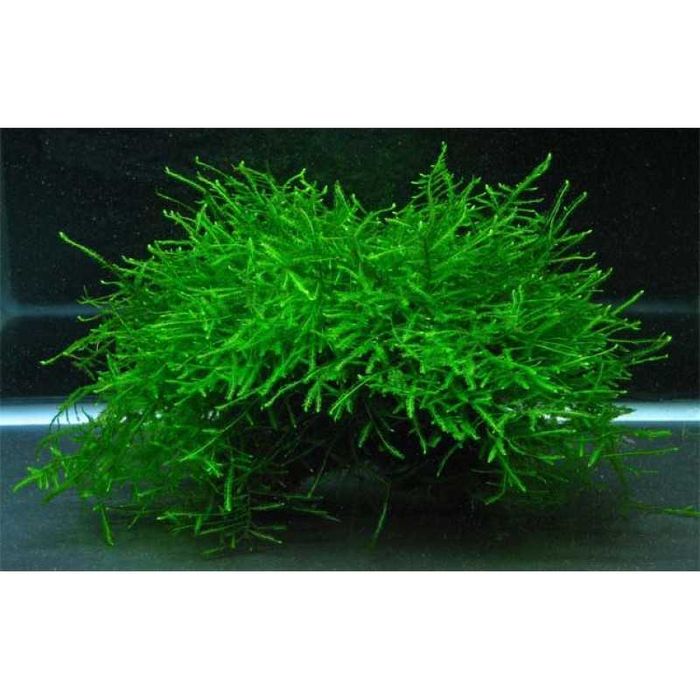 Musgo de Java - Plantas Aquáticas