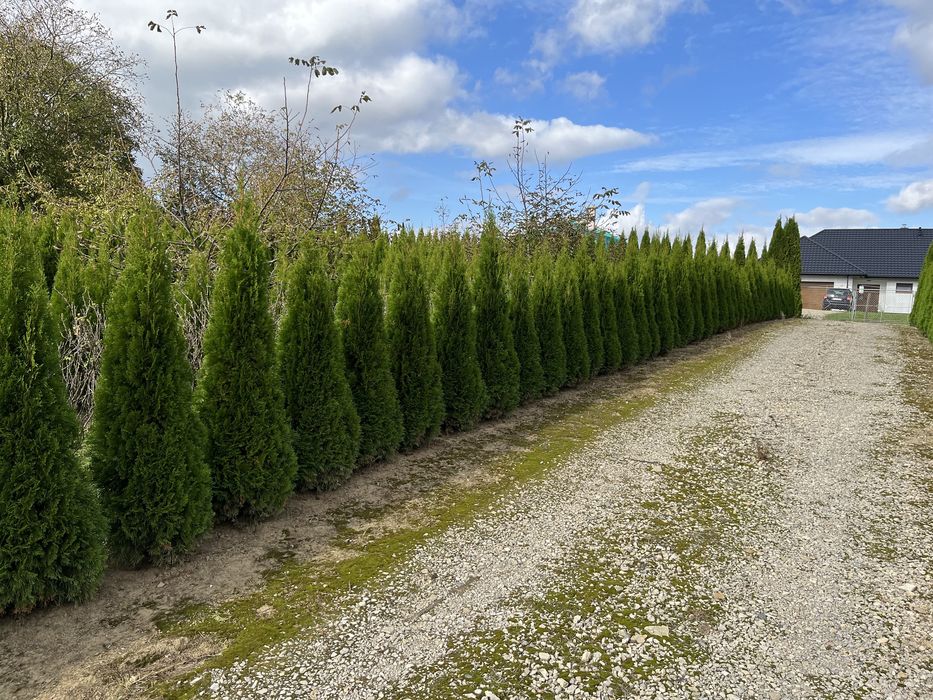 Tuje szmaragd 100 - 250 cm