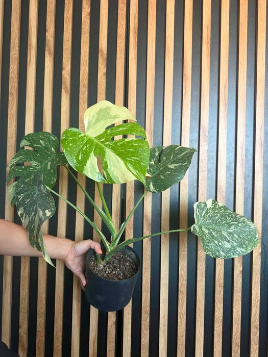 Monstera Thai Constellation-stara odmiana