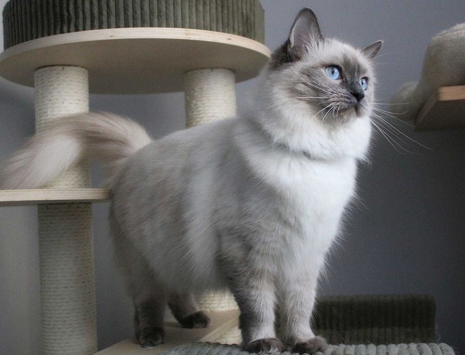 Kotka ragdoll dorosła FPL