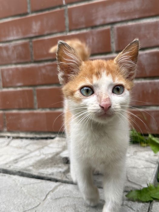 Кошеня хлопчик в відповідальну сімʼю
