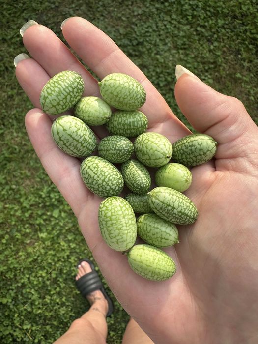 Cucamelão (Pepino-Melancia) - mudas