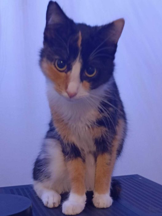 Oddam kotki do adopcji wystyrlizowane wychodzące