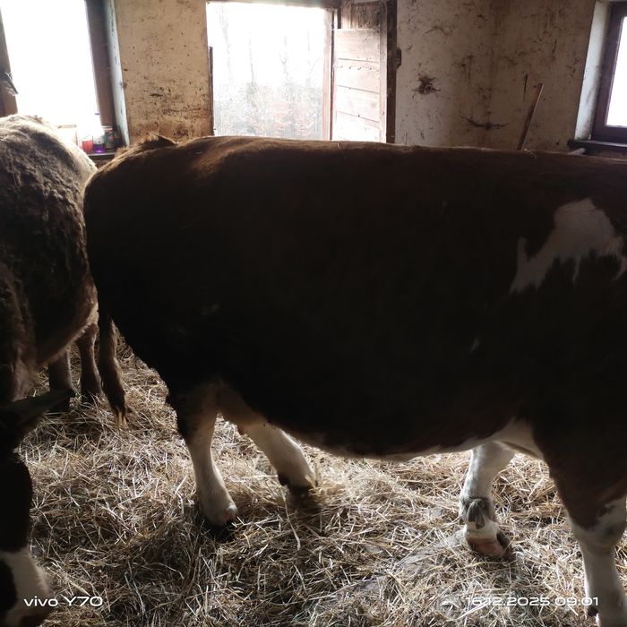 Krowa cielna 6 miesięcy