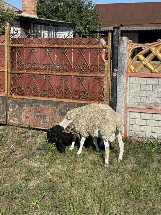 Дорпер 4 покоління
