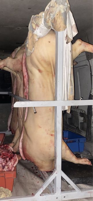 Мʼясо свині, мясо свині, свинина, свинина битою, тушка свині, мясо