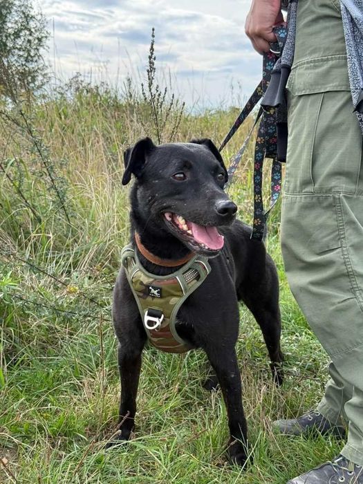 Wygląda jak mniejszy labrador - Mejlo czeka w schronisku