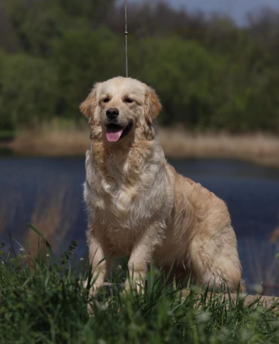 Щенки золотистого ретривера