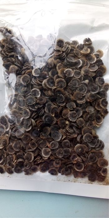 Насіння Мальви (мікс)