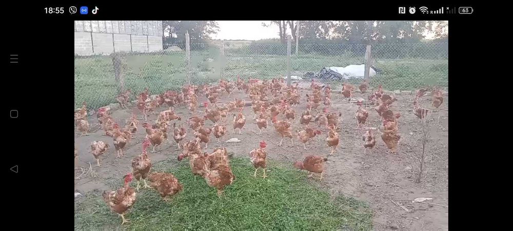 Домашні кури, іспанка.