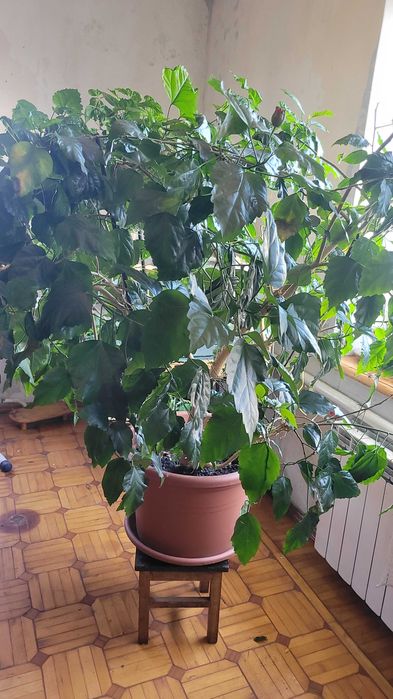 Огромное дерево гибискуса, китайской розы