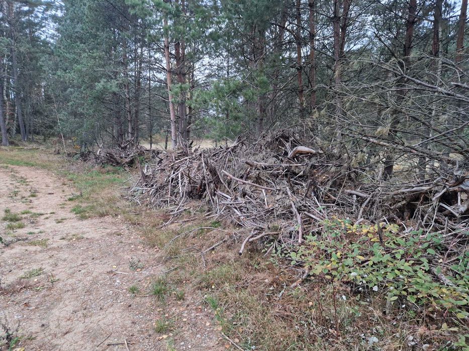 Oddam chrust, gałęzie na opał