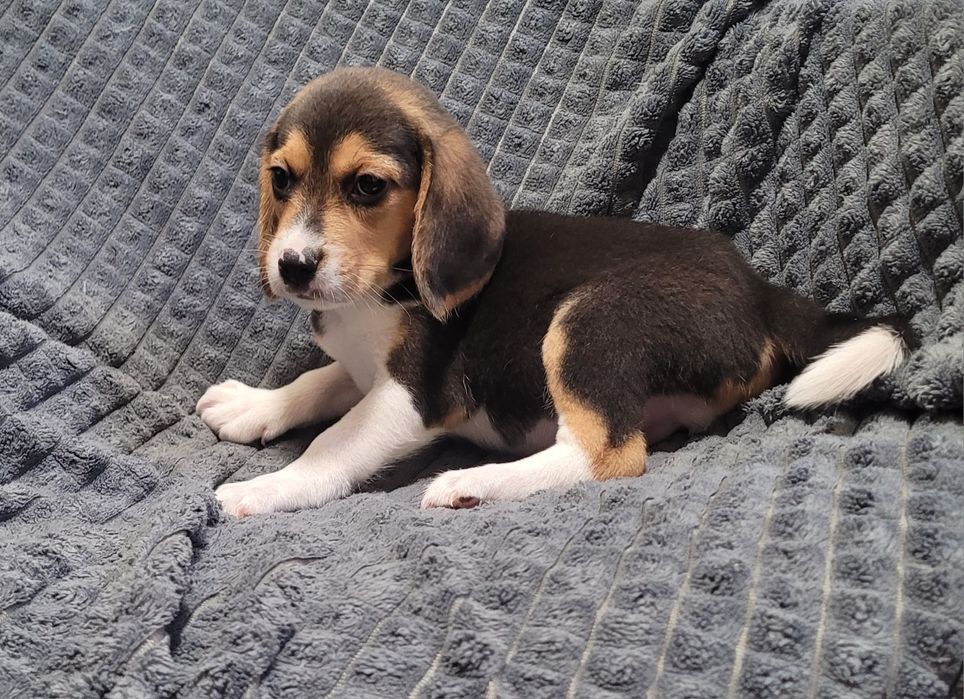 Cachorrinho beagle tricolor