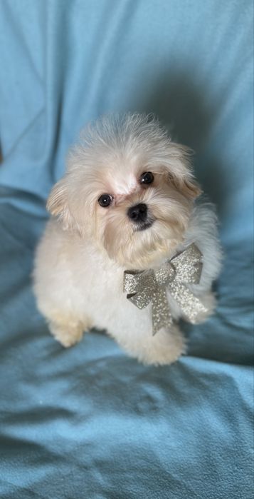 Шикарний хлопчик Мальтіпу.