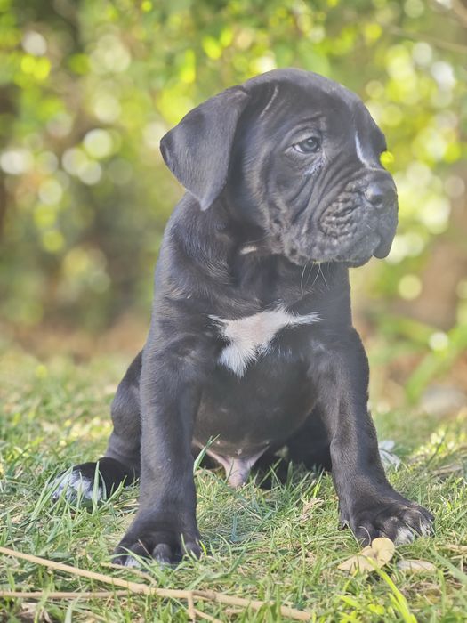 Cane Corso Italiano - Macho preto
