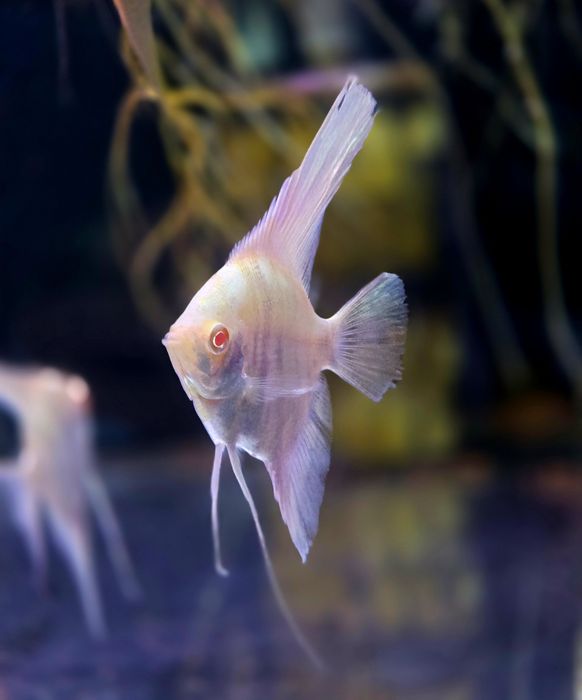 Skalar marble albino