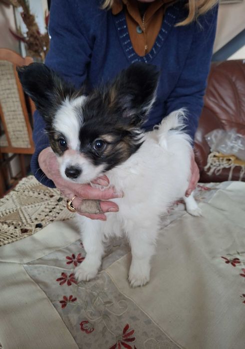 Piesek Papillon FCI/ZKwP
