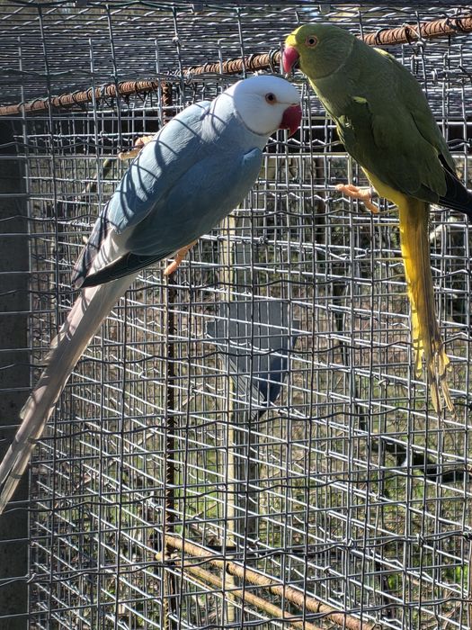 Ring necks adultos