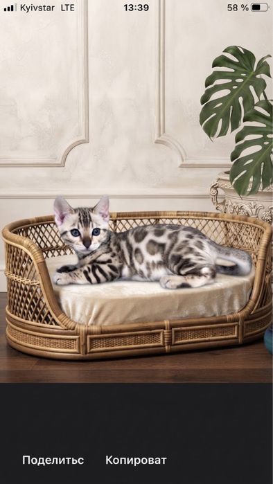 Бенгальский котёнок,редкостного окраса Минк