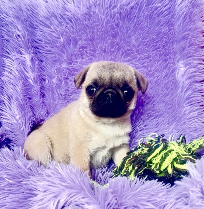 Грайлива мопсішка