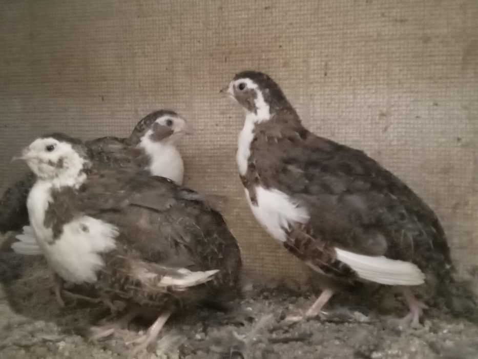 Codornizes gigantes de várias raças  e ovos para comer ou incubação