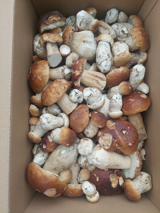 Котедж "Карпатська ідилія" Ворохта .