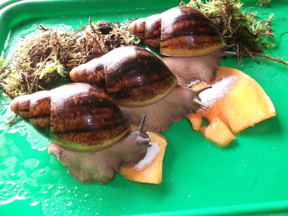 Улитки Овумы Ф2 размХХЛ