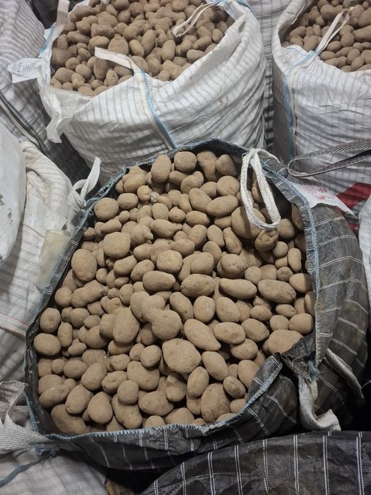 Sprzedam ziemniaki jadalne odmiany Jurek I ignac