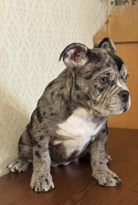 Американський буллі, дівчинка