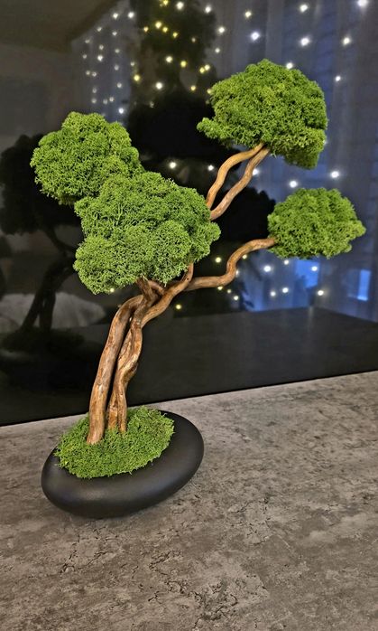 Drzewko bonsai z mchem chrobotkiem fińskim. Prezent. Dekoracje wnętrz