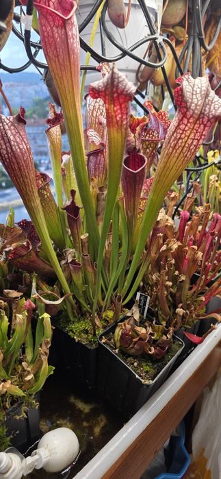 Vendo plantas carnívoras