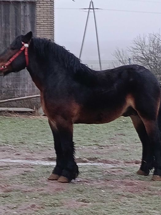 Stanówka ogierem sztumskim