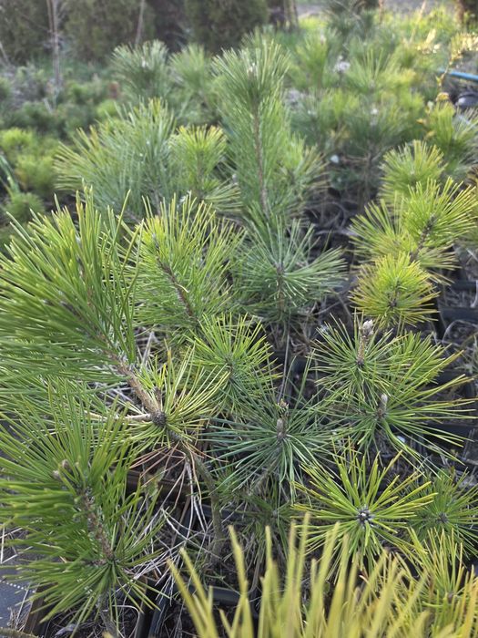 Sosna thunbergii pinus