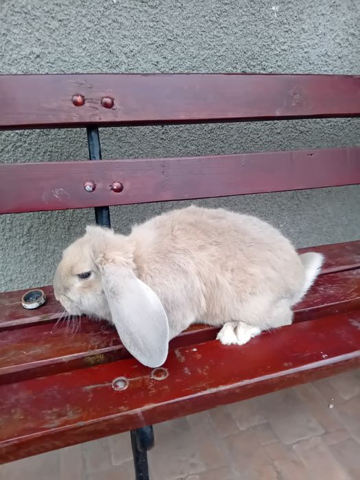 Baran Francuski młode