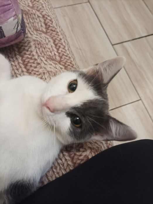 Котик ищет  семью