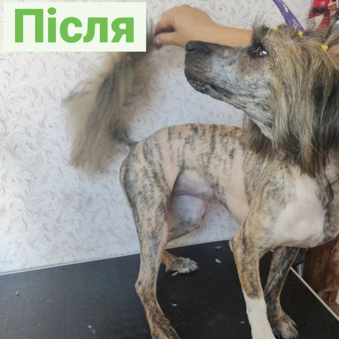 Грумер ліцензований.