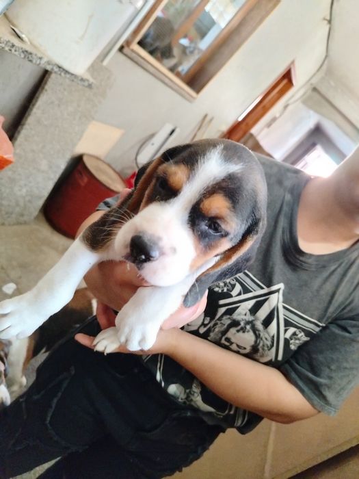 Lindíssimo menino Beagle